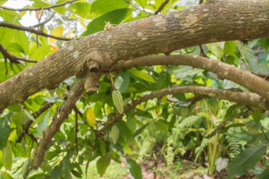 Kakao çekirdeği, Kosta Rika 'daki çikolatanın hammaddesi..