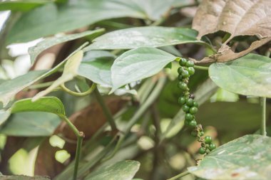 Kosta Rika yüksek kaliteli kahvesi ile ünlüdür..