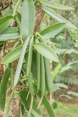Vanilya Güney ve Orta Amerika ve Karayipler 'in yerlisidir. Vanilya, orkide familyasında yaklaşık 110 tür çiçek açan bir bitki cinsidir..