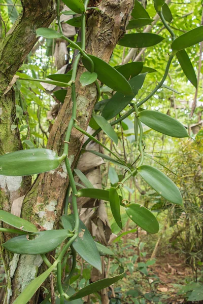 Vanilla Pochodzi Ameryki Południowej Środkowej Oraz Karaibów Wanilia Tworzy Rodzaj — Zdjęcie stockowe