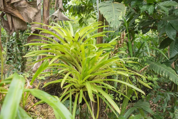 Więcej Deszczu Ale Więcej Zielonej Roślinności Porze Deszczowej Kostaryce Raj — Zdjęcie stockowe