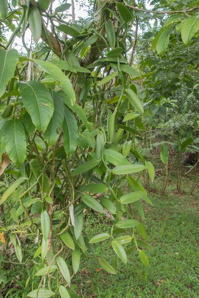 Vanilla Native South Central America Caribbean Vanilla Forms Flowering Plant — Fotografia de Stock