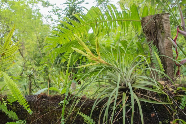 Więcej Deszczu Ale Więcej Zielonej Roślinności Porze Deszczowej Kostaryce Raj — Zdjęcie stockowe