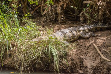 Crocodile is sunbathing on the riverside
