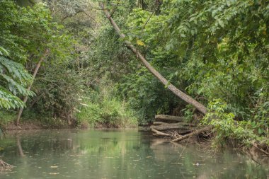 Kosta Rika 'da yağmur mevsiminde daha çok yağmur ama daha çok yeşillik. Burası doğa severler için bir cennet.