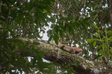 Beautiful iguana in Costa Rica, in Central Americ