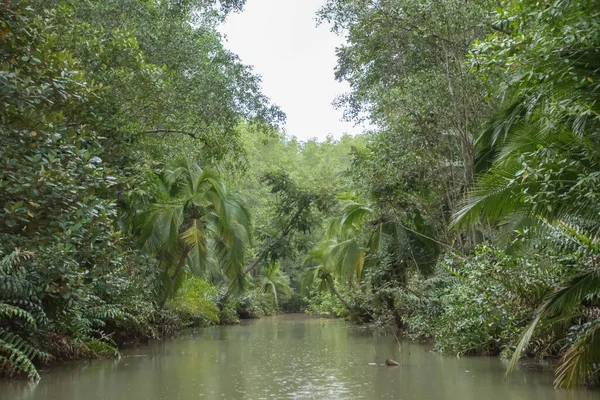 Більше Дощу Але Більше Зеленої Рослинності Сезон Дощів Коста Риці — стокове фото