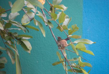 Kosta Rika 'da inanılmaz sayıda kuş türü var, bu yüzden kuşları izlemek için ideal bir yer.