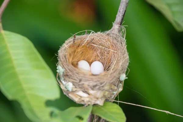 Hummingbird Eggs Costa Rica Has Amazing Count Species Birds Ideal — Foto de Stock