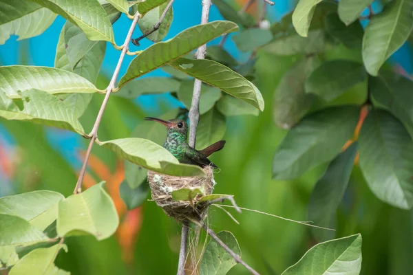 Коста Рика Имеет Удивительное Количество Видов Птиц Идеальное Место Наблюдения — стоковое фото