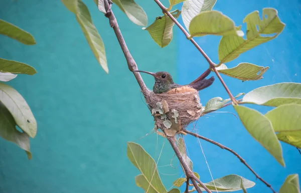 Costa Rica Tiene Increíble Recuento Especies Aves Por Que Lugar — Foto de Stock