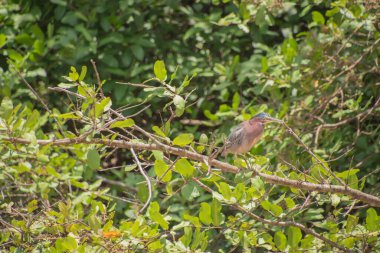 Kuşlar Kosta Rika 'da ağaçlarda dinleniyor, Tarcoles nehrinde.