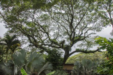 Kosta Rika 'da yağmur mevsiminde daha çok yağmur ama daha çok yeşillik. Burası doğa severler için bir cennet..