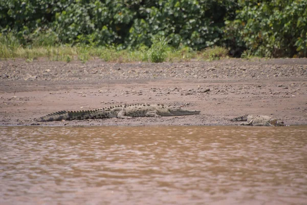 Крокодилы Купаются Загорают Реке Тарколес — стоковое фото