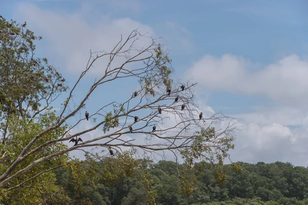 Aves Descansan Sobre Árboles Costa Rica Río Tarcoles — Foto de Stock