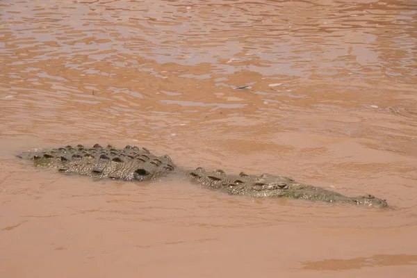 Crocodilos Estão Nadando Tomando Sol Rio Tarcoles — Fotografia de Stock