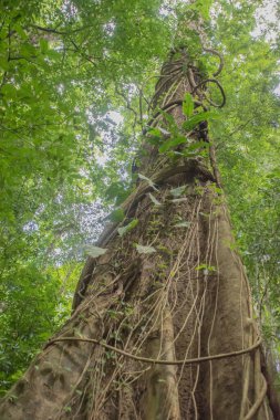 Kosta Rika 'da yağmur mevsiminde daha çok yağmur ama daha çok yeşillik. Burası doğa severler için bir cennet..