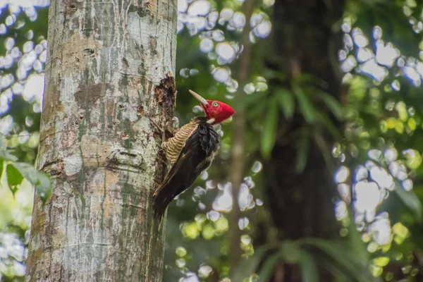 Pic Linéaire Dryocopus Lineatus Dans Forêt Costa Rica — Photo