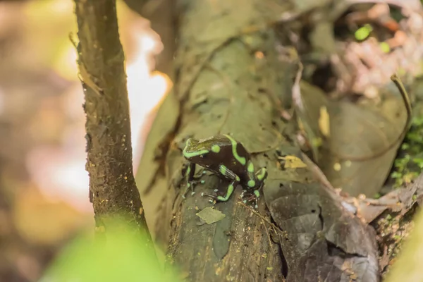 Зелено Черная Ядовитая Лягушка Типично Мятно Зеленой Окраской Коста Рике — стоковое фото