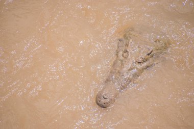 Timsahlar Tarcoles Nehri 'nde yüzüyor ve güneşleniyor.