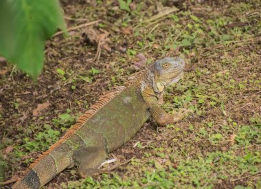 Kosta Rika 'da güzel iguana, Orta Amerika' da