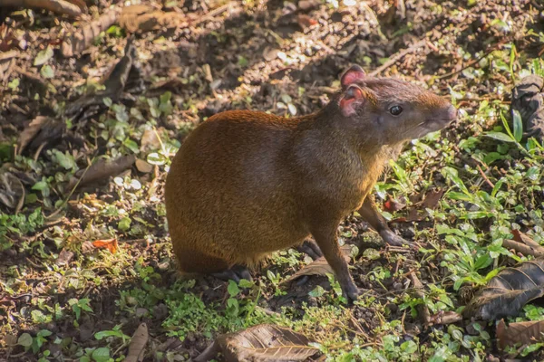 Agoutis Commonly Seen Wooded Areas Forests Central Northern Territory Latin — Stock Photo, Image