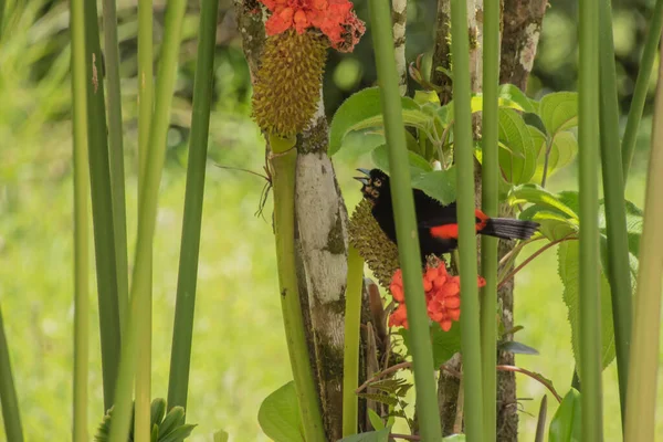 Costa Rica Nombre Incroyable Espèces Oiseaux Est Donc Endroit Idéal — Photo