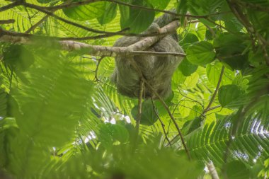 Orta Amerika 'da Kosta Rika' da Tembel Hayvanlar