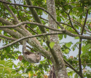 Orta Amerika 'da Kosta Rika' da Tembel Hayvanlar