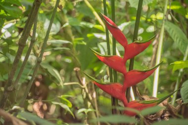 Kosta Rika 'da yağmur mevsiminde daha çok yağmur ama daha çok yeşillik. Burası doğa severler için bir cennet.