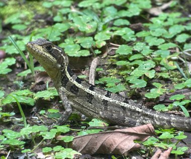 Kosta Rika 'nın vahşi yaşamı. Ülke, dünya çapında tahmini toplam türün yaklaşık% 5 'ini temsil etmektedir.