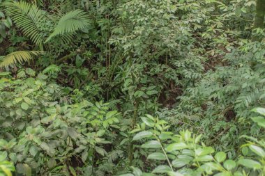 Kosta Rika 'da yağmur mevsiminde daha çok yağmur ama daha çok yeşillik. Burası doğa severler için bir cennet.