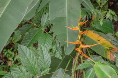 Kosta Rika 'da yağmur mevsiminde daha çok yağmur ama daha çok yeşillik. Burası doğa severler için bir cennet.