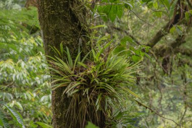 Kosta Rika 'da yağmur mevsiminde daha çok yağmur ama daha çok yeşillik. Burası doğa severler için bir cennet.
