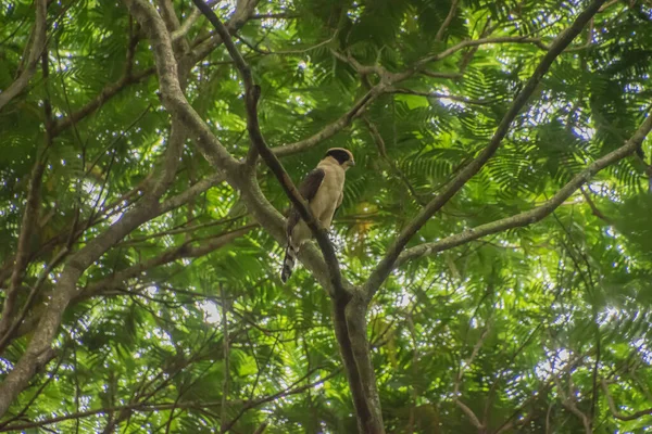 Kosta Rika Inanılmaz Sayıda Kuş Türü Var Yüzden Kuşları Izlemek — Stok fotoğraf
