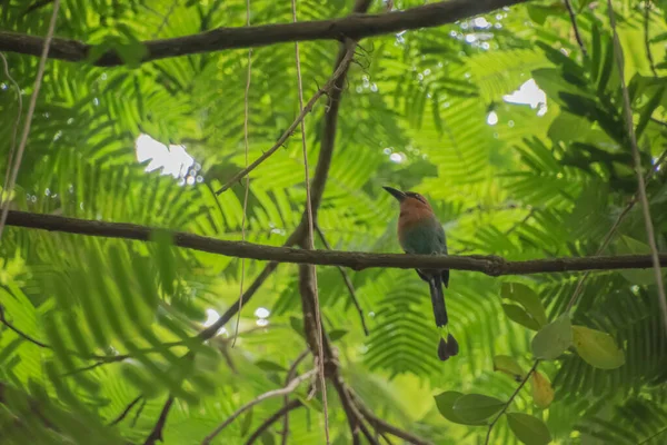 Costa Rica Tiene Increíble Recuento Especies Aves Por Que Lugar — Foto de Stock