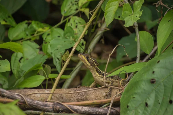 Vida Silvestre Costa Rica País Representa Casi Del Total Especies — Foto de Stock