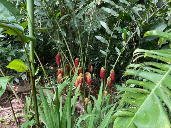 Zingiber Zerumbet Costa Rica Species Plant Ginger Family — Photo