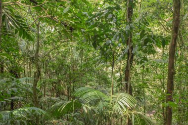 Kosta Rika 'da yağmur mevsiminde daha çok yağmur ama daha çok yeşillik. Burası doğa severler için bir cennet.