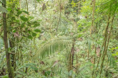 Kosta Rika 'da yağmur mevsiminde daha çok yağmur ama daha çok yeşillik. Burası doğa severler için bir cennet.