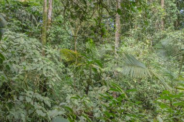 Kosta Rika 'da yağmur mevsiminde daha çok yağmur ama daha çok yeşillik. Burası doğa severler için bir cennet.