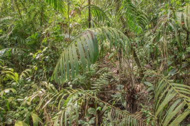Kosta Rika 'da yağmur mevsiminde daha çok yağmur ama daha çok yeşillik. Burası doğa severler için bir cennet.