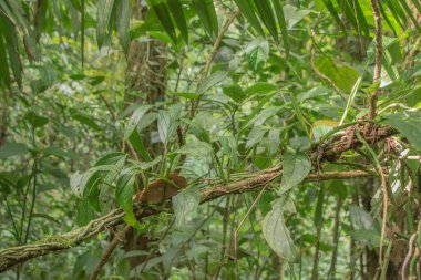 Kosta Rika 'da yağmur mevsiminde daha çok yağmur ama daha çok yeşillik. Burası doğa severler için bir cennet.