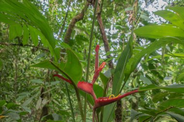 Kosta Rika 'da yağmur mevsiminde daha çok yağmur ama daha çok yeşillik. Burası doğa severler için bir cennet.