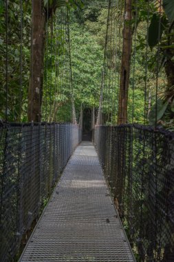 Kosta Rika yağmur ormanlarındaki asılı bir köprüden izleyen bir hayvan.