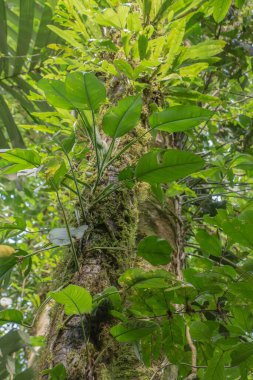 Kosta Rika 'da yağmur mevsiminde daha çok yağmur ama daha çok yeşillik. Burası doğa severler için bir cennet.