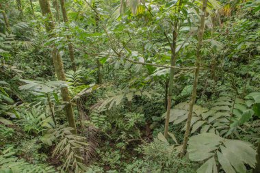Kosta Rika 'da yağmur mevsiminde daha çok yağmur ama daha çok yeşillik. Burası doğa severler için bir cennet.