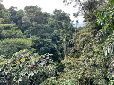 Kosta Rika 'da yağmur mevsiminde daha çok yağmur ama daha çok yeşillik. Burası doğa severler için bir cennet.