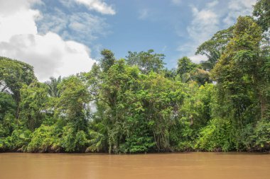 Cano Negro Vahşi Yaşam Sığınağı Nikaragua sınırına çok yakın bir yerde. Kosta Rika 'da doğa severler cenneti