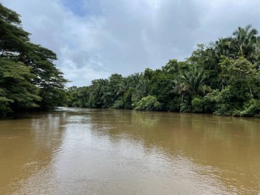 Cano Negro Vahşi Yaşam Sığınağı Nikaragua sınırına çok yakın bir yerde. Kosta Rika 'da doğa severler cenneti
